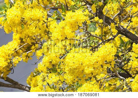 Pink Trumpet Tree Tabebuia rosea (Bertol.) DCYellow PridiyathornYellow flowers in nature.