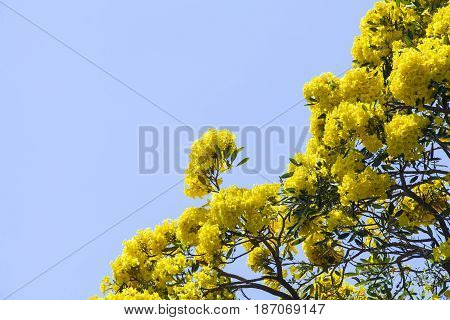 Pink Trumpet Tree Tabebuia rosea (Bertol.) DCYellow PridiyathornYellow flowers in nature.