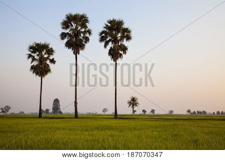 A coconut trees and a green confield in the evening.