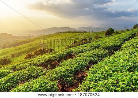 Rows Of Young Tea Bushes At Tea Plantation At Sunset
