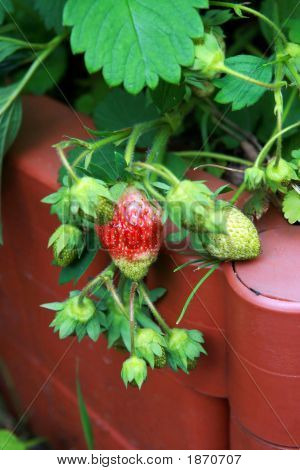 Morango