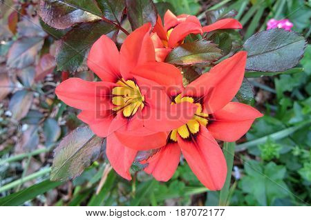 Wild Freesia Iridaceae flowers red orange black growing in field Field of Gold