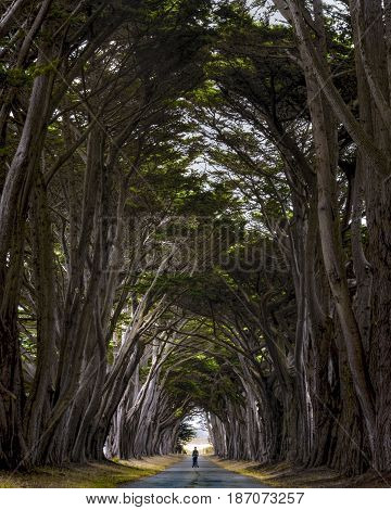 A man standing on a segue in the middle of the tree tunnel in the Point Reyes area