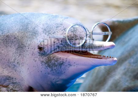Delfino con gli occhiali 