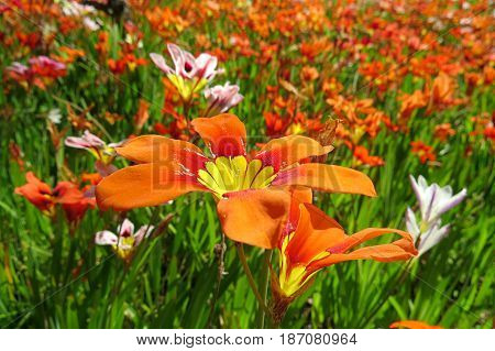 Wild Freesia Iridaceae flowers red orange black growing in field Field of Gold