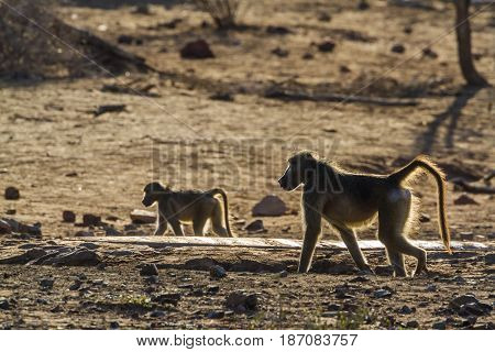 Chacma baboon in Kruger national park, South Africa  ; Specie Papio ursinus family of Cercopithecidae
