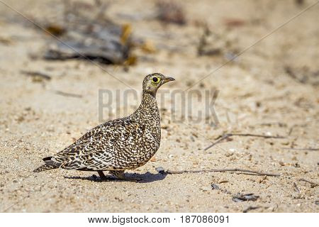 Double-banded sandgrouse in Kruger national park, South Africa  ; Specie Pterocles bicinctus family of Pteroclidae