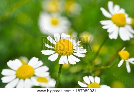 Chamomile. Chamomile field in bloom, Chamomile flowers on a meadow close -up,