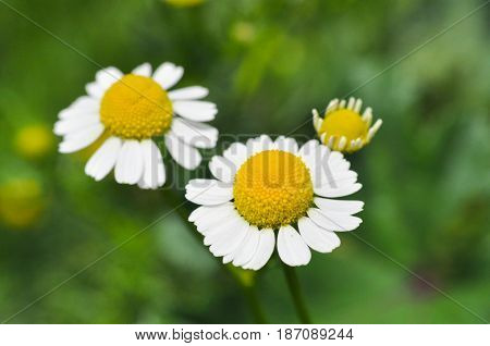 Chamomile. Chamomile field in bloom, Chamomile flowers on a meadow close -up,