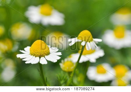 Chamomile. Chamomile field in bloom, Chamomile flowers on a meadow close -up,