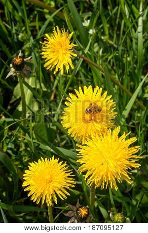 Worker bee gathering pollen from yellow flowers. Field of sow thistles at sunny day