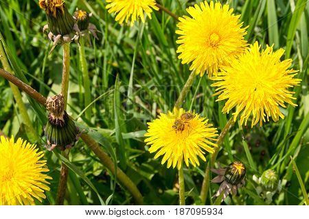 Worker bee gathering pollen at field full of yellow flowers - sow thistles
