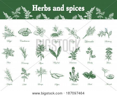 Herbs and spices set. Hand drawn officinale medicinal plants. Organic healing wild flowers. Vector botanical illustrations. Engraving floral sketches