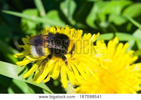 Bumblebee on a dandelion portrait macro with bokeh background selective focus shallow DOF.