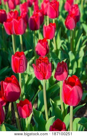 Beautiful tulips in the big spring garden