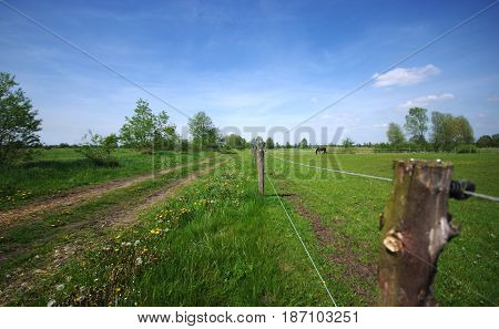 Fenced green pastiche with a horse eating grass. Blue sky on background.