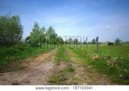 Fenced green pastiche with a horse eating grass. Blue sky on background.