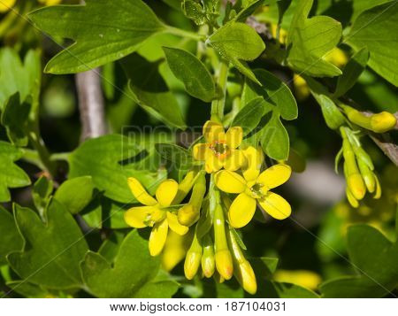 Buffalo or Golden currant Ribes aureum flowers close-up with bokeh background selective focus shallow DOF.