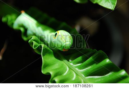 Green Daphnis nerii Caterpillar or oleander hawk-moth closeup on green leaf