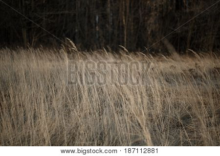 landscape with grassy meadows in spring. With the background cuttlefish and fences or stone walls dibiden plots