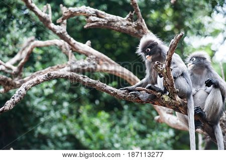 Dusky leaf monkey Spectacled Langur in Thailand