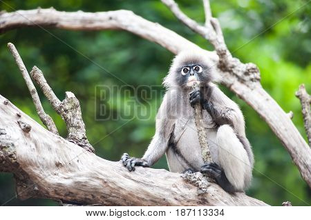 Dusky leaf monkey Spectacled Langur in Thailand