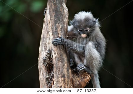 Dusky leaf monkey Spectacled Langur in Thailand