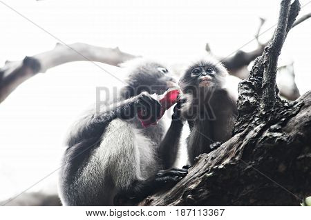 Baby and mother dusky leaf monkey Spectacled Langur in Thailand