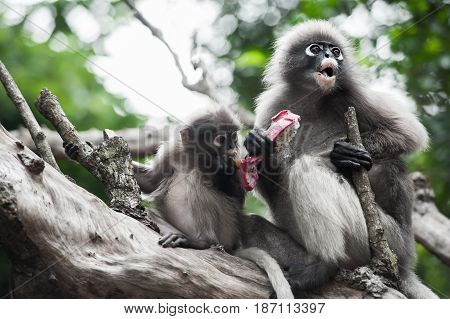 Baby and mother dusky leaf monkey Spectacled Langur in Thailand