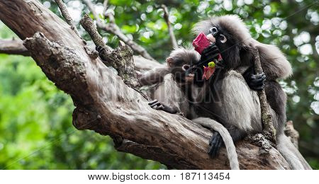 Baby and mother dusky leaf monkey Spectacled Langur in Thailand