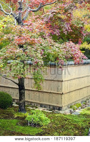 Japanese Red Maple Tree During Autumn In Garden At Enkoji Temple In Kyoto, Japan