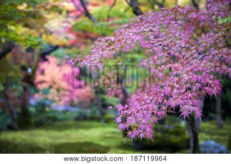Lush Foliage Of Japanese Maple Tree During Autumn In A Garden In Kyoto, Japan