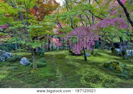 Lush Foliage Of Japanese Maple Tree During Autumn In A Garden In Kyoto, Japan