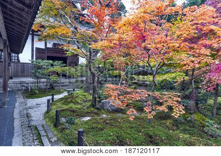 Japanese Red Maple Tree During Autumn In Garden At Enkoji Temple In Kyoto, Japan