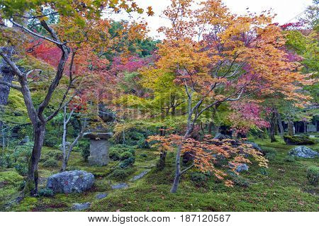 Japanese Red Maple Tree During Autumn In Garden At Enkoji Temple In Kyoto, Japan