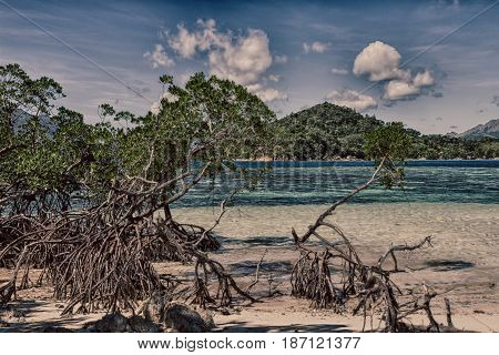 In The Beautiful  Island Cosatline And Tree