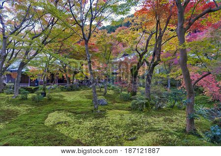 Japanese Red Maple Tree During Autumn In Garden At Enkoji Temple In Kyoto, Japan