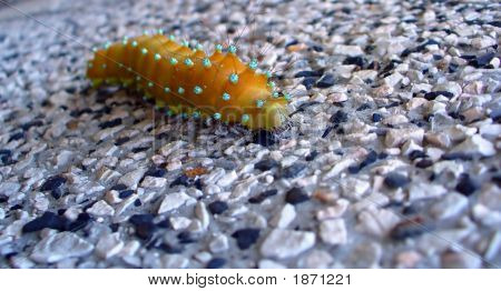 Caterpilar 3