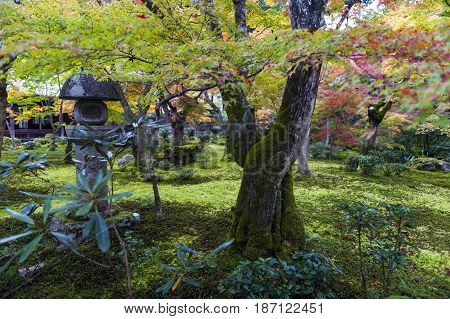 Japanese Red Maple Tree During Autumn In Garden At Enkoji Temple In Kyoto, Japan