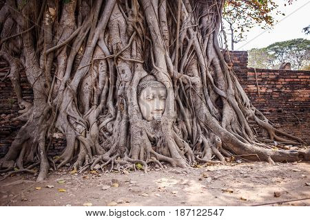 Buddha Head Tree Wat Maha That trapped in Bodhi Tree roots. Ayutthaya historical park