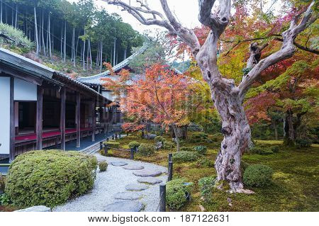Japanese Red Maple Tree During Autumn In Garden At Enkoji Temple In Kyoto, Japan