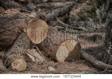 In The Forest Some Cut Trees And Neddles