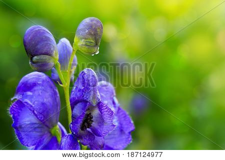 Blue flowers delphinium on a green blur background. Close-up of a blue delphinium in garden.