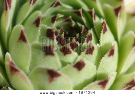 Plante succulente