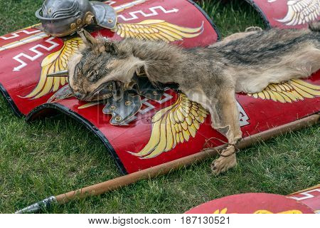 Type of Roman ancient weapon used in battles and fur from one wolf like symbol.