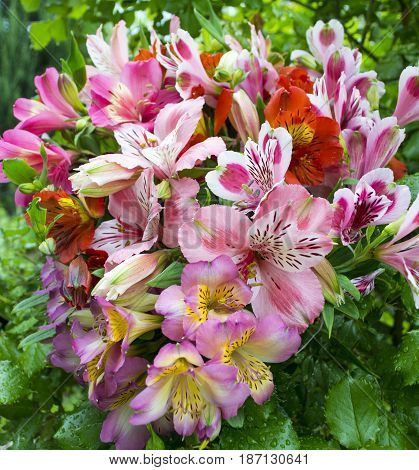bouquet of flowers. Alstroemeria. Bouquet of flowers Alstroemeria. Flowers Alstroemeria