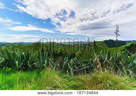 Beautiful scenery of Whanganui river road in National Park in Autumn Whanganui North Island of New Zealand