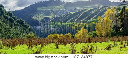 Panoramic beautiful scenery of Whanganui river road in National Park in Autumn Whanganui North Island of New Zealand