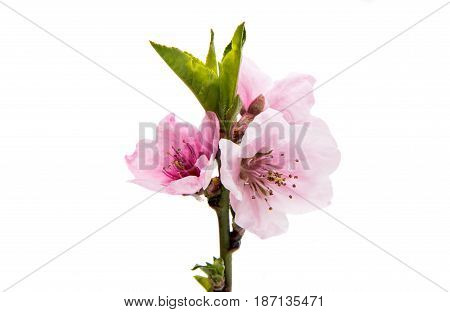 Pink Sakura flowers isolated on white background
