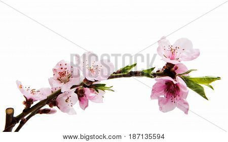 Pink Sakura flowers isolated on white background